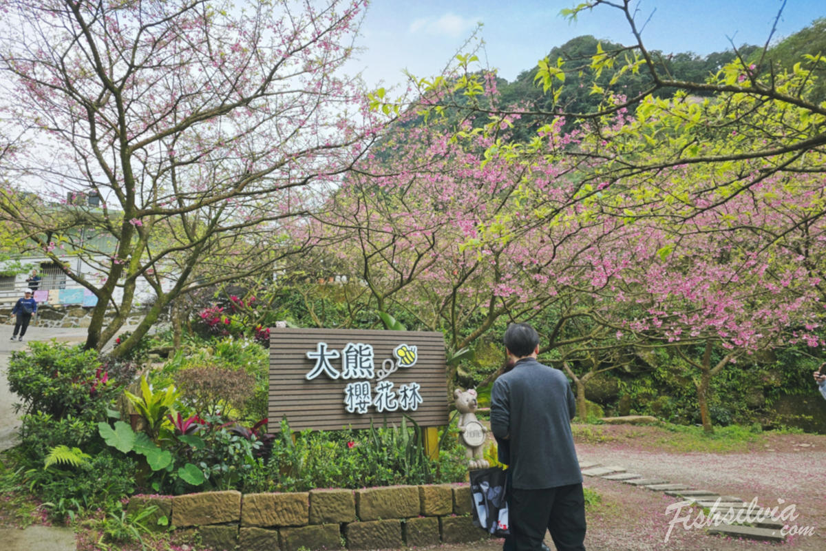 三峽大熊櫻花林,大熊櫻花林,賞櫻景點,北部櫻花,台北賞花,三峽大熊櫻花林交通,北部 賞櫻,台北賞櫻景點,北部櫻花景點,新北賞花,新北賞櫻,大熊櫻花林票價,2025櫻花季,櫻花季,吉野櫻