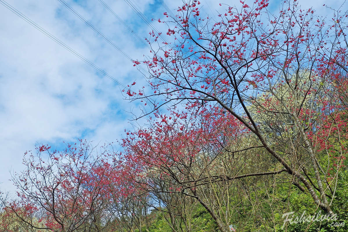 三峽大熊櫻花林,大熊櫻花林,賞櫻景點,北部櫻花,台北賞花,三峽大熊櫻花林交通,北部 賞櫻,台北賞櫻景點,北部櫻花景點,新北賞花,新北賞櫻,大熊櫻花林票價,2025櫻花季,櫻花季,吉野櫻