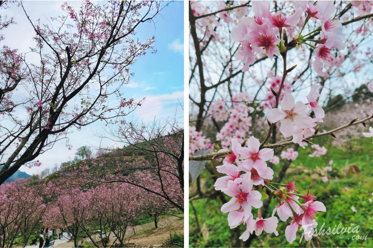 三峽大熊櫻花林,大熊櫻花林,賞櫻景點,北部櫻花,台北賞花,三峽大熊櫻花林交通,北部 賞櫻,台北賞櫻景點,北部櫻花景點,新北賞花,新北賞櫻,大熊櫻花林票價,2025櫻花季,櫻花季,吉野櫻