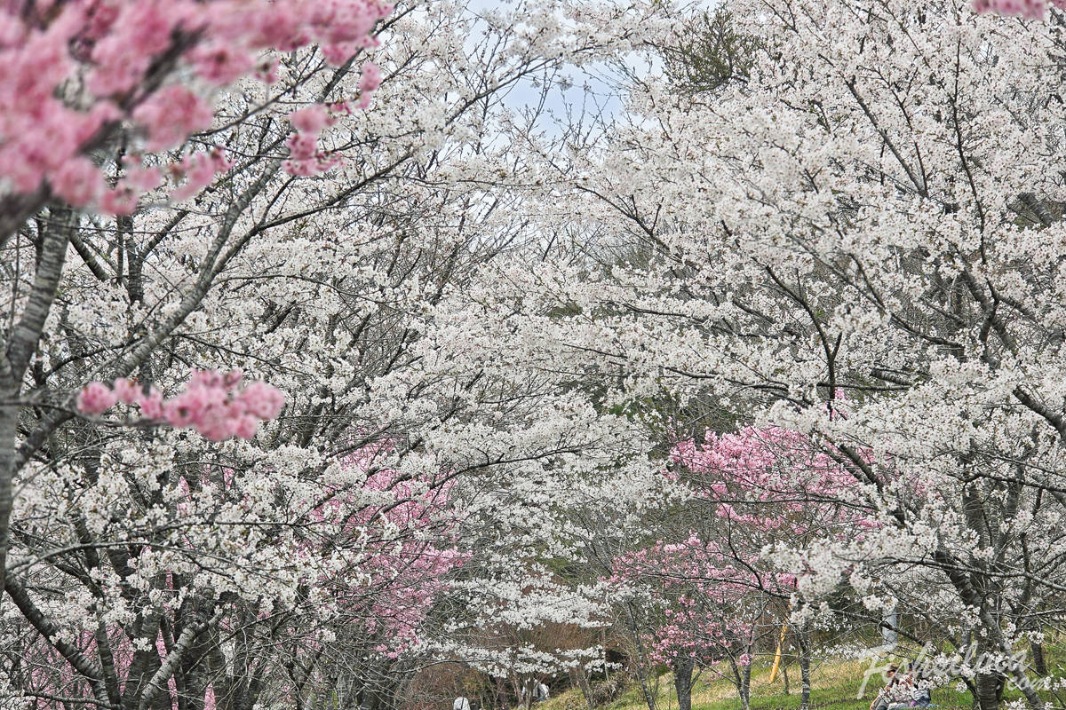 日本賞櫻秘境實拍：漫步在岡山羅生門公園密不透光的櫻花隧道
