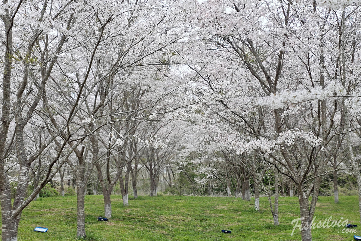 人少賞櫻景點推薦：羅生門櫻花公園森林系櫻花步道空景