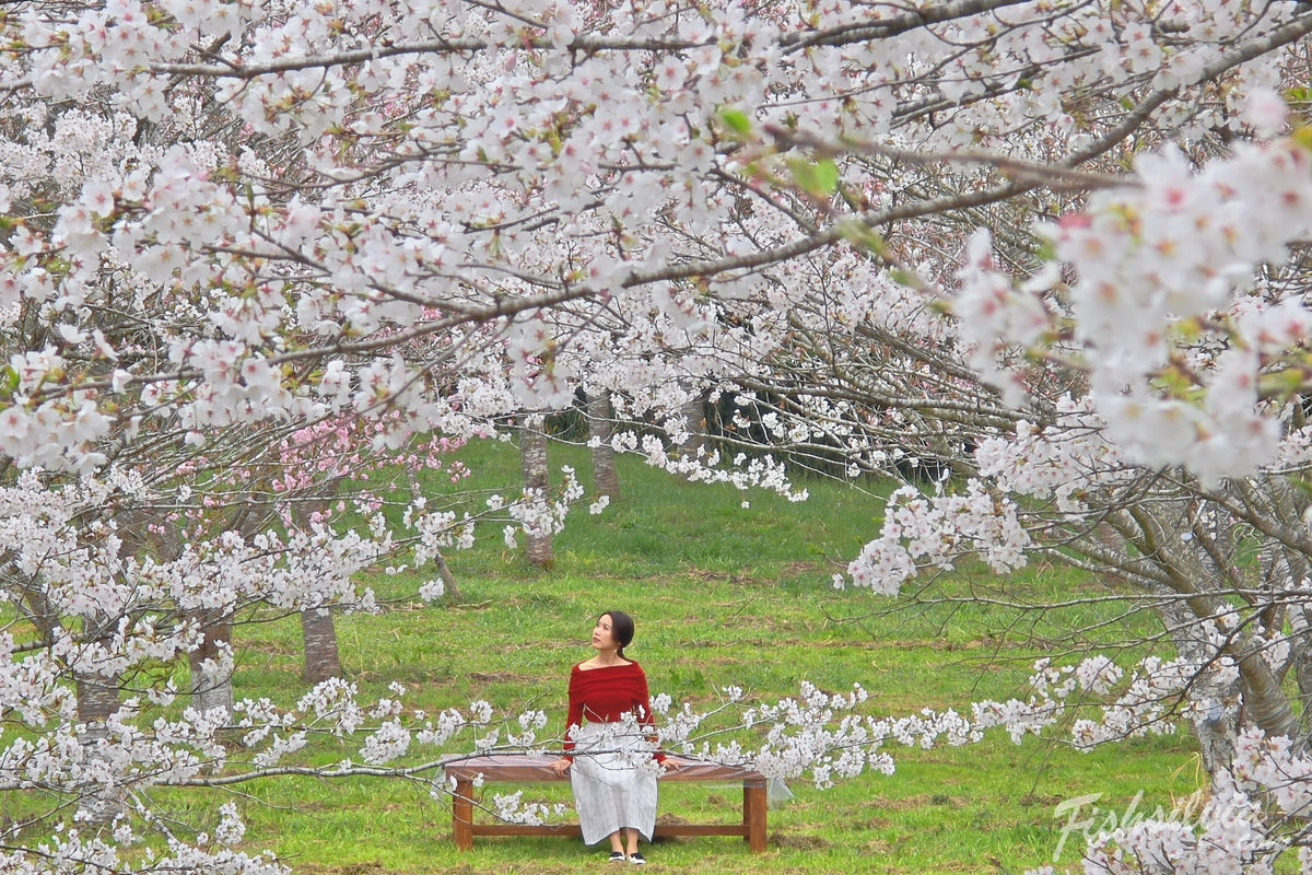 不擠的賞櫻景點：在羅生門公園享受寂靜無人的櫻花森林
