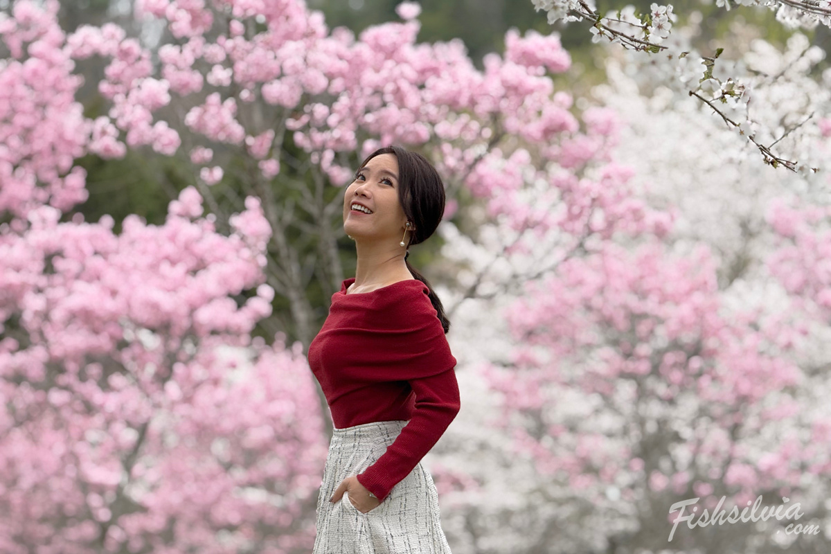 人少賞櫻景點體驗：漫步在羅生門公園感受櫻花雨落下的浪漫