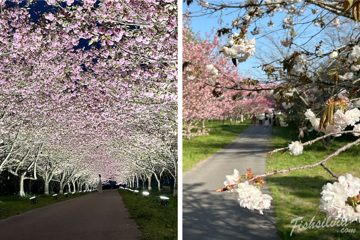 日本賞櫻秘境實拍：漫步在岡山羅生門公園密不透光的櫻花隧道