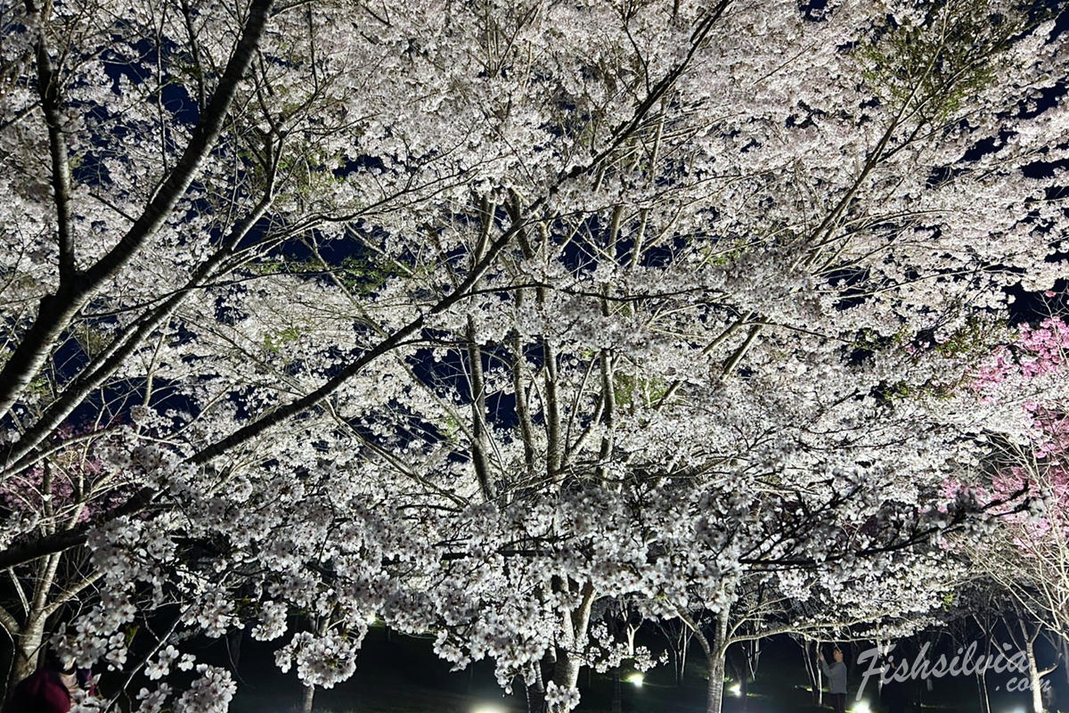 岡山夜櫻推薦：羅生門櫻花公園點燈活動，夜晚的粉紅櫻花秘境