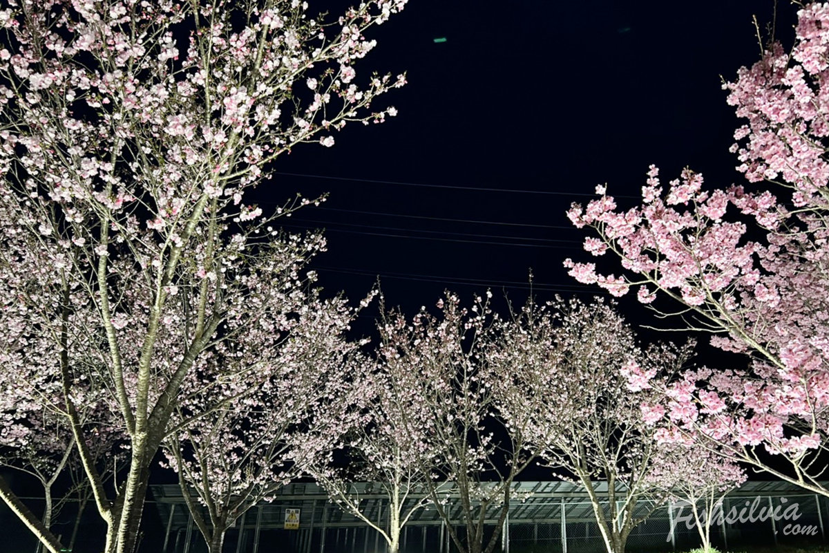 羅生門櫻花節活動：除了櫻花隧道還有夜間點燈與音樂會