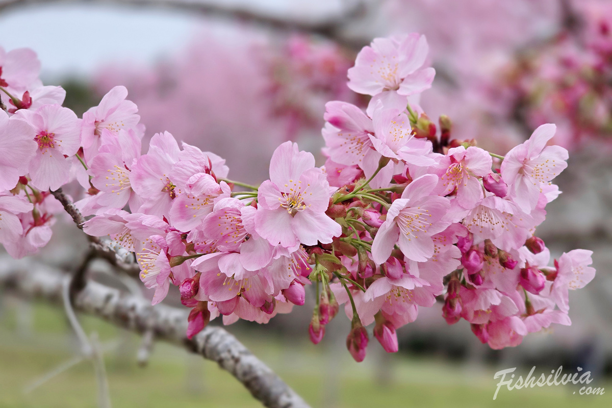 炸裂的粉紅花球：羅生門公園內比吉野櫻更飽滿的櫻花品種