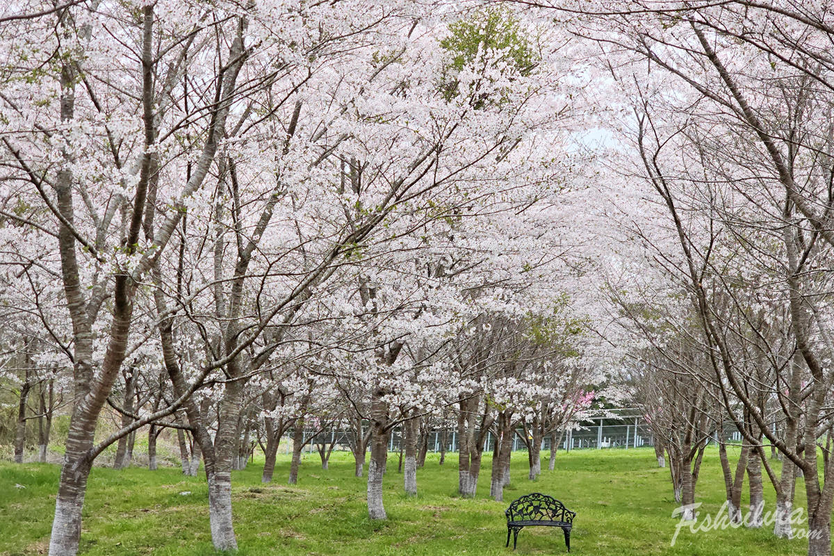 2026 岡山櫻花滿開預測：新見市羅生門公園2025年4月賞櫻實況